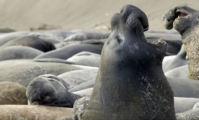 Elephant seal on the coast