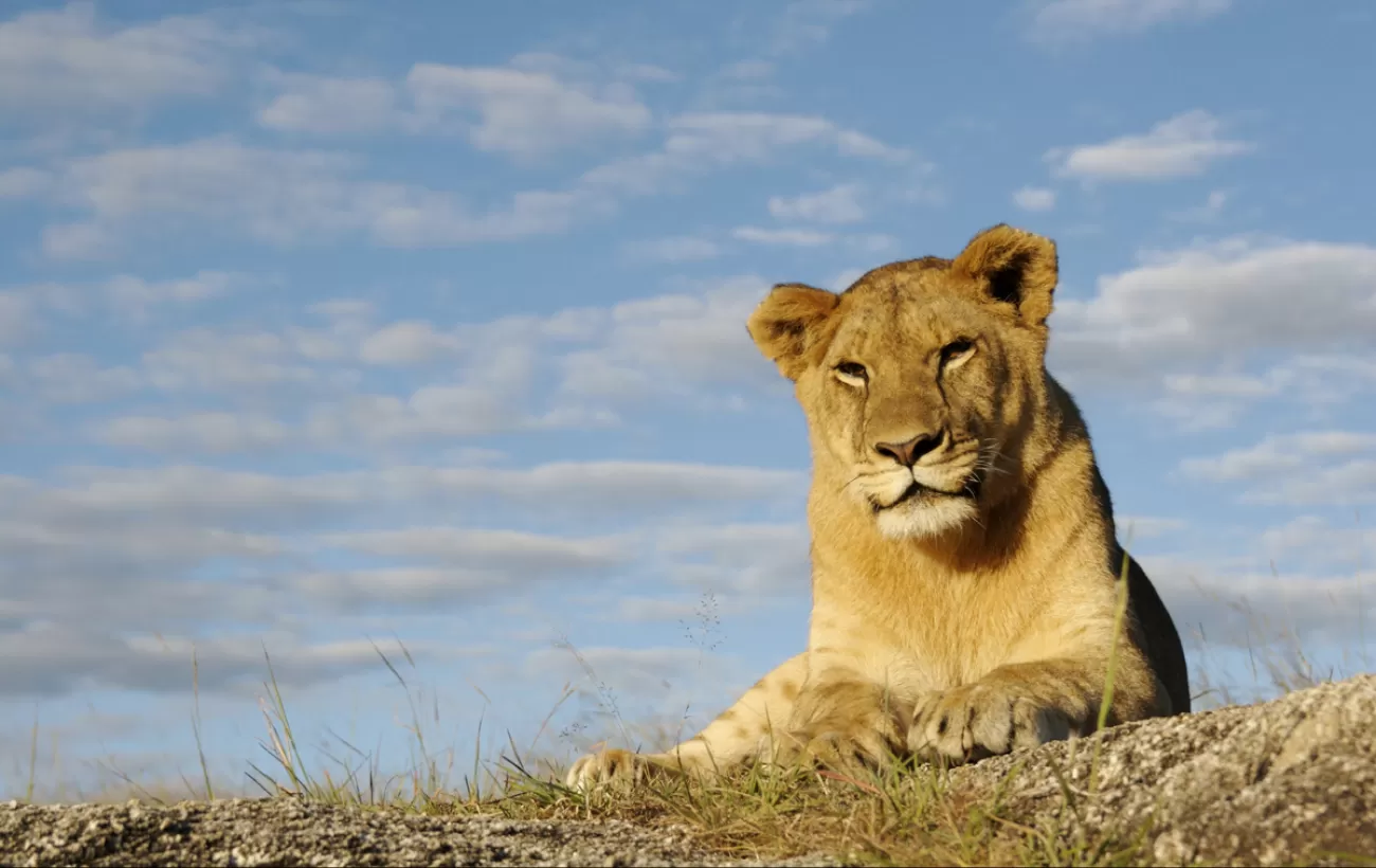 Lioness relaxing in an African sunset