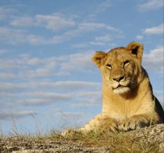 Lioness relaxing in an African sunset