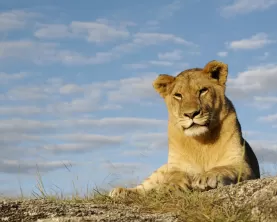 Lioness relaxing in an African sunset