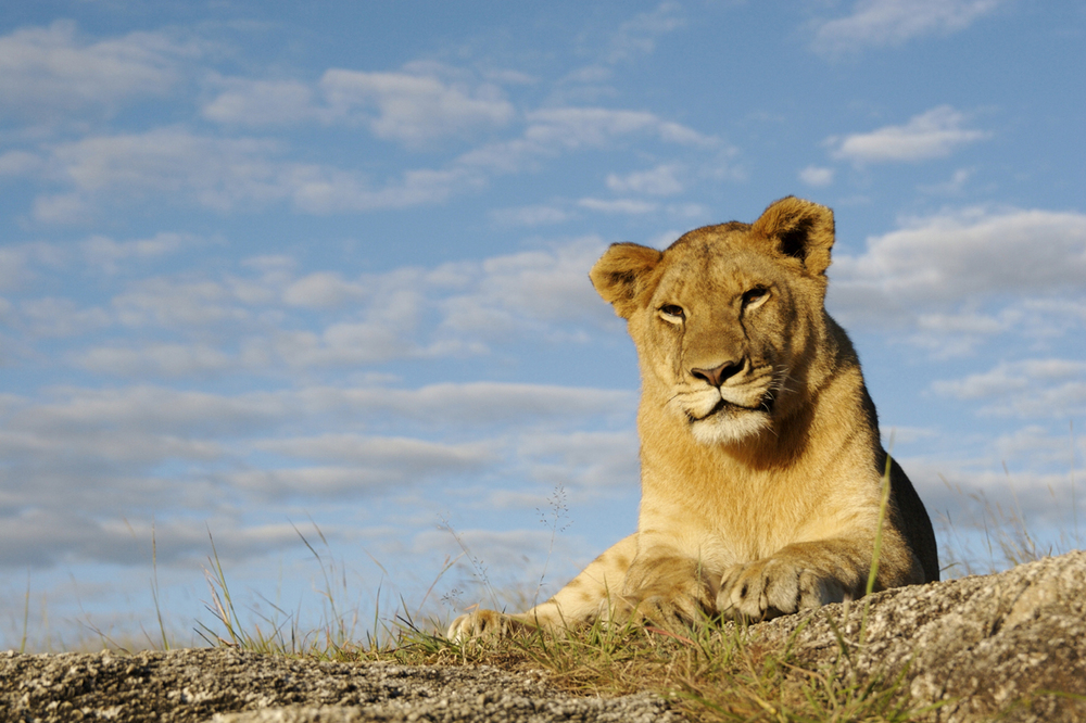 60 Best Wildlife Viewing Tours, Safaris & Cruises for 20242025