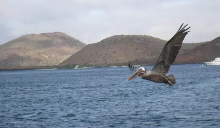 Brown Pelican in the Galapagos