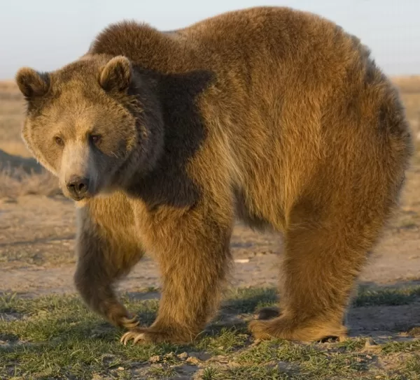 Grizzly bear spotted on an Alaska cruise