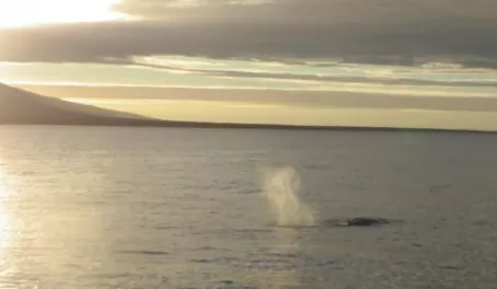 A whale spouts in the distance