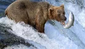 Alaska wildlife tours and brown bear fishing for salmon