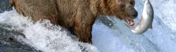 Alaska wildlife tours and brown bear fishing for salmon
