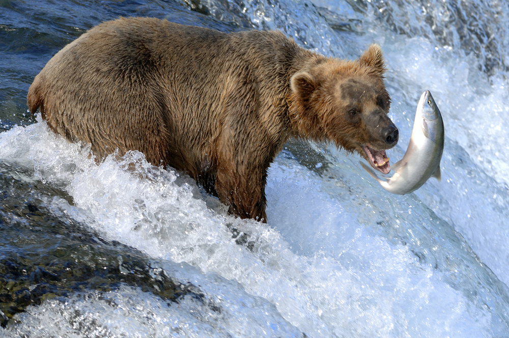 cruise great bear rainforest