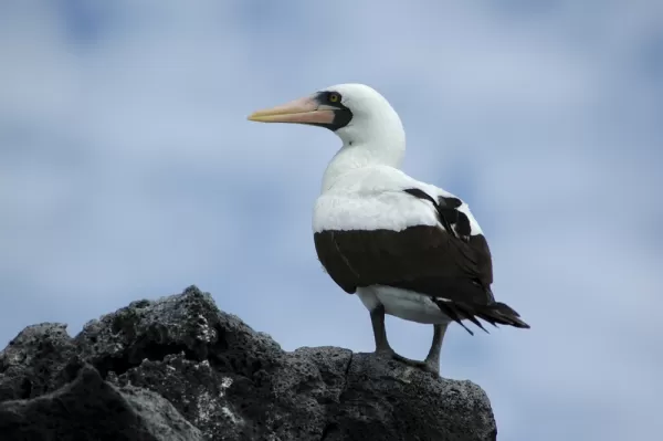 Masked boobie on a Galapagos wildlife tour