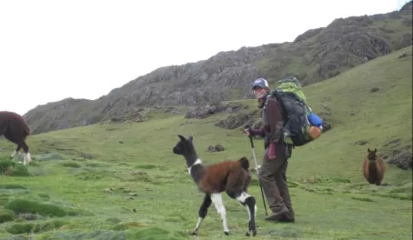 Now that\'s a goofy Alpaca!  Hiking over the pass, Peru.
