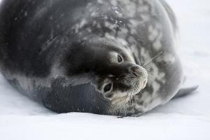 Weddell Seal, Antarctica - photo by Laurie Allread