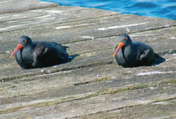 blackish oystercatchers at Goose Green