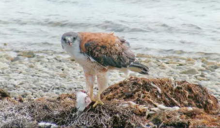 Variable hawk at Pebble Island, formerly red backed hawk