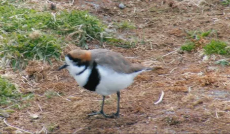 two ringed plover on Sea Lion Island