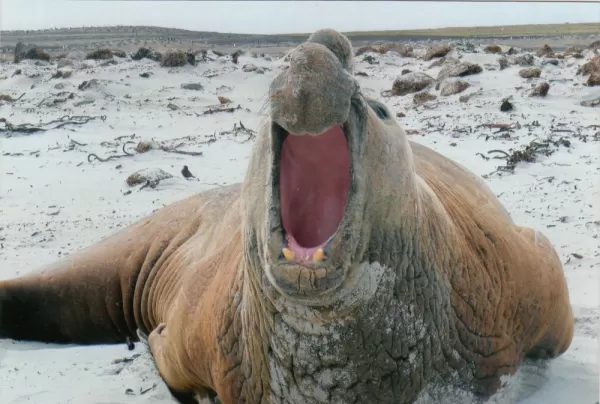 Bull elephant seal on Sea Lion Island, Falkland Islands