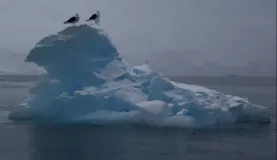 Petrels on iceberg