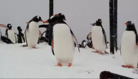 Gentoo Penguins in the storm