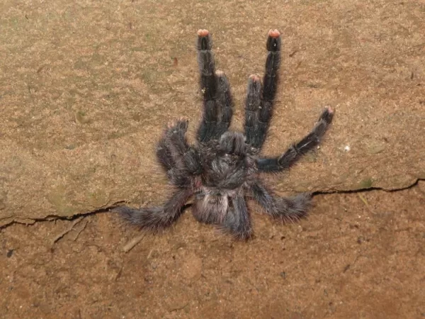 Pink-toed tarantula, part of the welcoming committee at Rainforest Expeditions.