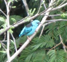 One of the blue dacnis we saw from the canopy tower. Gorgeous little bird!
