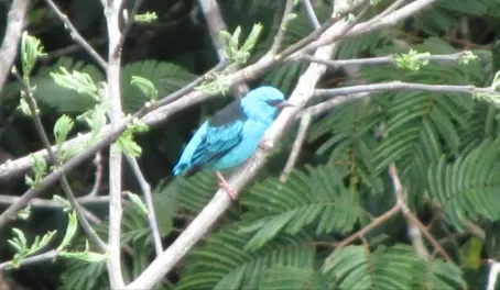 One of the blue dacnis we saw from the canopy tower.  Gorgeous little bird!