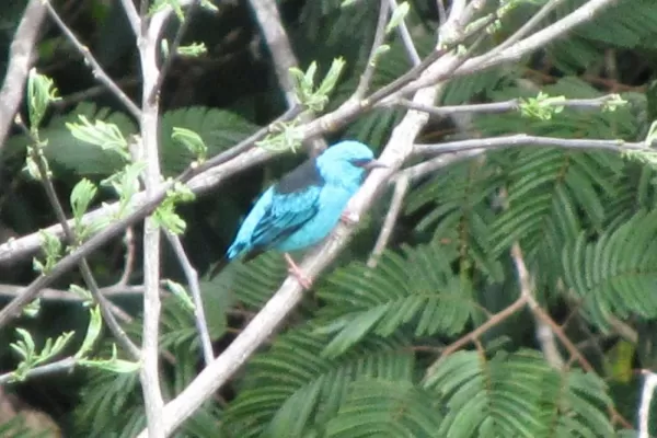 One of the blue dacnis we saw from the canopy tower.  Gorgeous little bird!