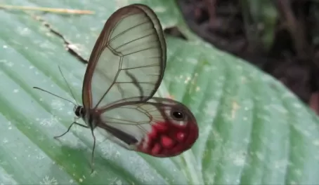 Clear-wined butterfly...so pretty!
