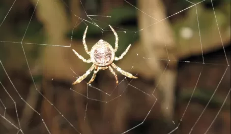 Even the spiders are fascinating!