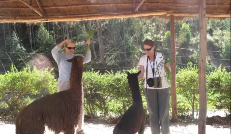 Feeding the llamas!