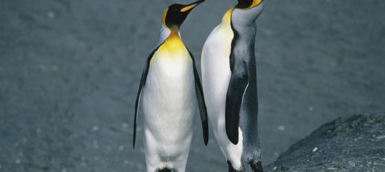 Pair of King penguins on an Antarctica cruise