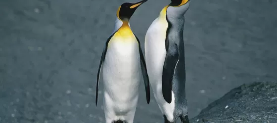 Pair of King penguins on an Antarctica cruise
