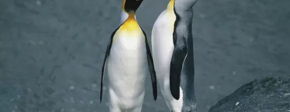 Pair of King penguins on an Antarctica cruise