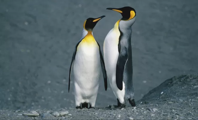 Pair of King penguins on an Antarctica cruise
