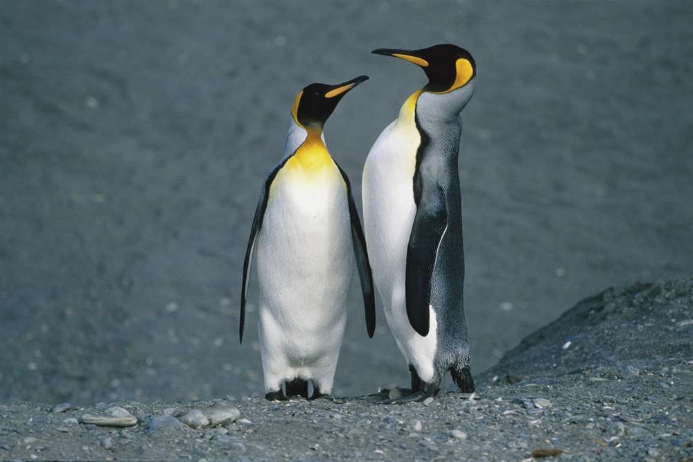 14 Best Antarctica Cruises, Tours & Trips to Deception Island for 20242025