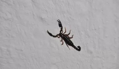 scorpion in a cabana