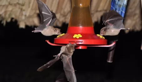 Bats stealing nectar from the hummingbird feeders at Pook's Hill