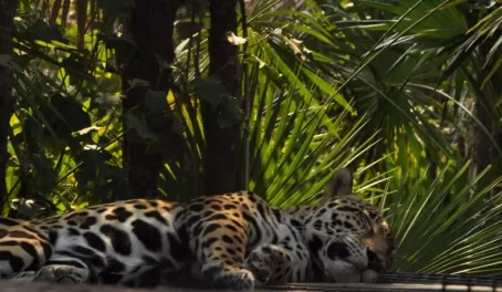 The Belize Zoo is a great side trip on your way to or from Belize City! 