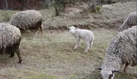 Baby Lamb