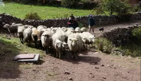 Local farmers herding sheep 