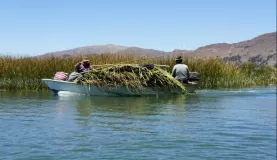 Cutting the reeds to reinforce their island