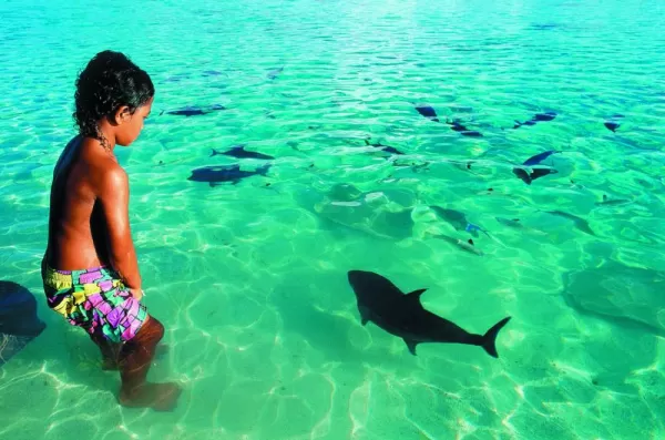 Experience the abundant marine life in the South Pacific 
