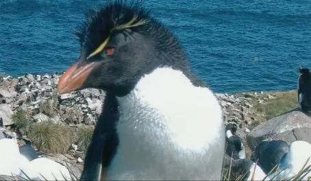Rockhopper Penguin  on Saunders Island