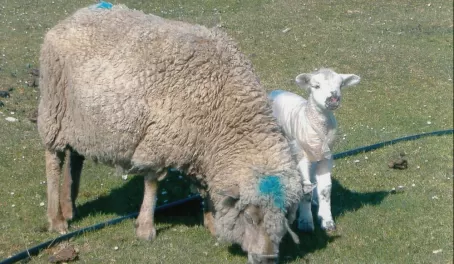 Mother and lamb with raincoat on Saunders Island