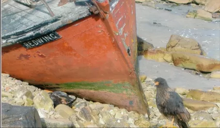 Shipwreck and  Striated Caracara on West Point Island