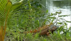 Iguana spotted on a birding tour