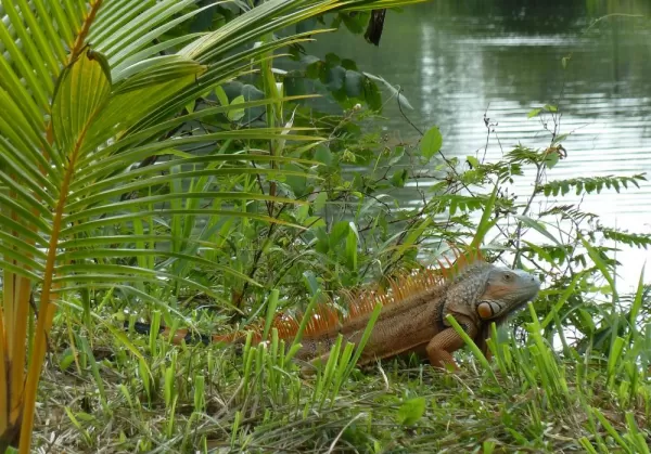 Iguana spotted on a birding tour