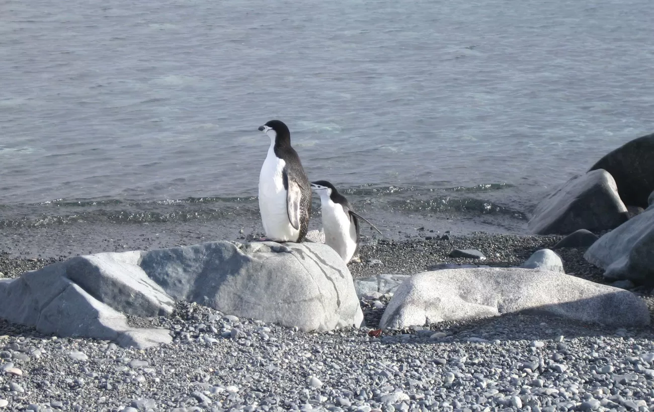 Chinstrap Penguins during wildlife tour