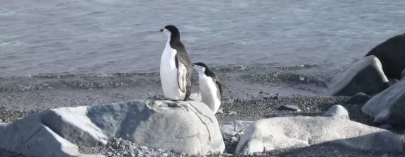 Chinstrap Penguins during wildlife tour