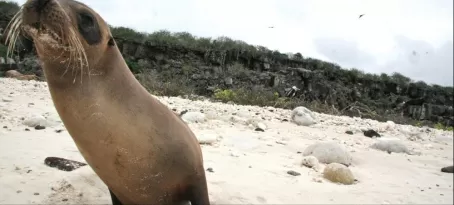 Curious Sea Lion 