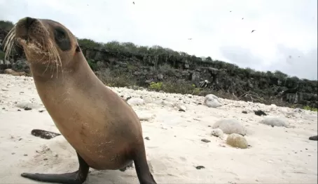 Curious Sea Lion 