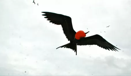 Frigate birds in flight over the Galapagos