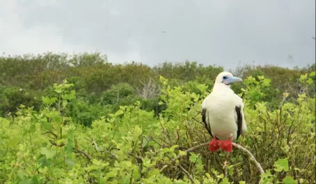 red-footed boobie